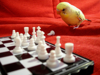 Pensive parakeet